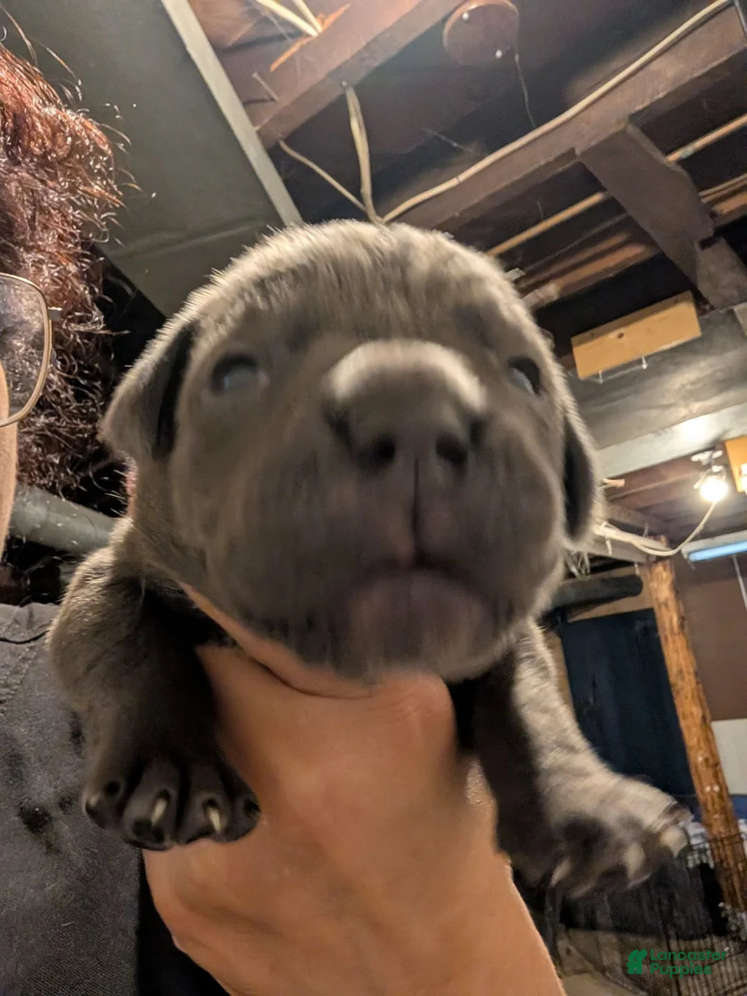 Cane Corso dogs for sale: Cane Corso 10 - Ad 5