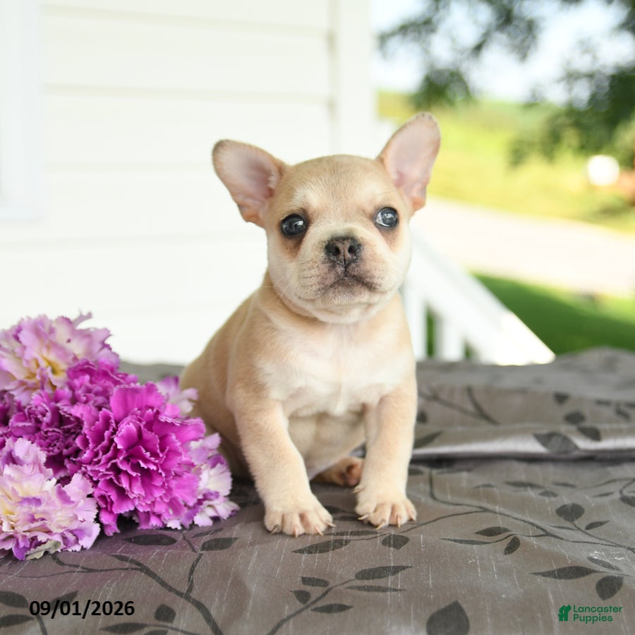 Frenchton dogs Marty - Ad 1