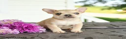 Frenchton dogs for sale: Marty - Ad 1