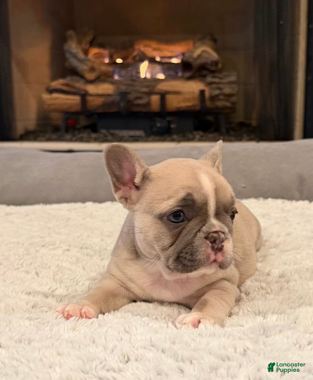 French Bulldog dogs for sale: Maybelline - Ad 4