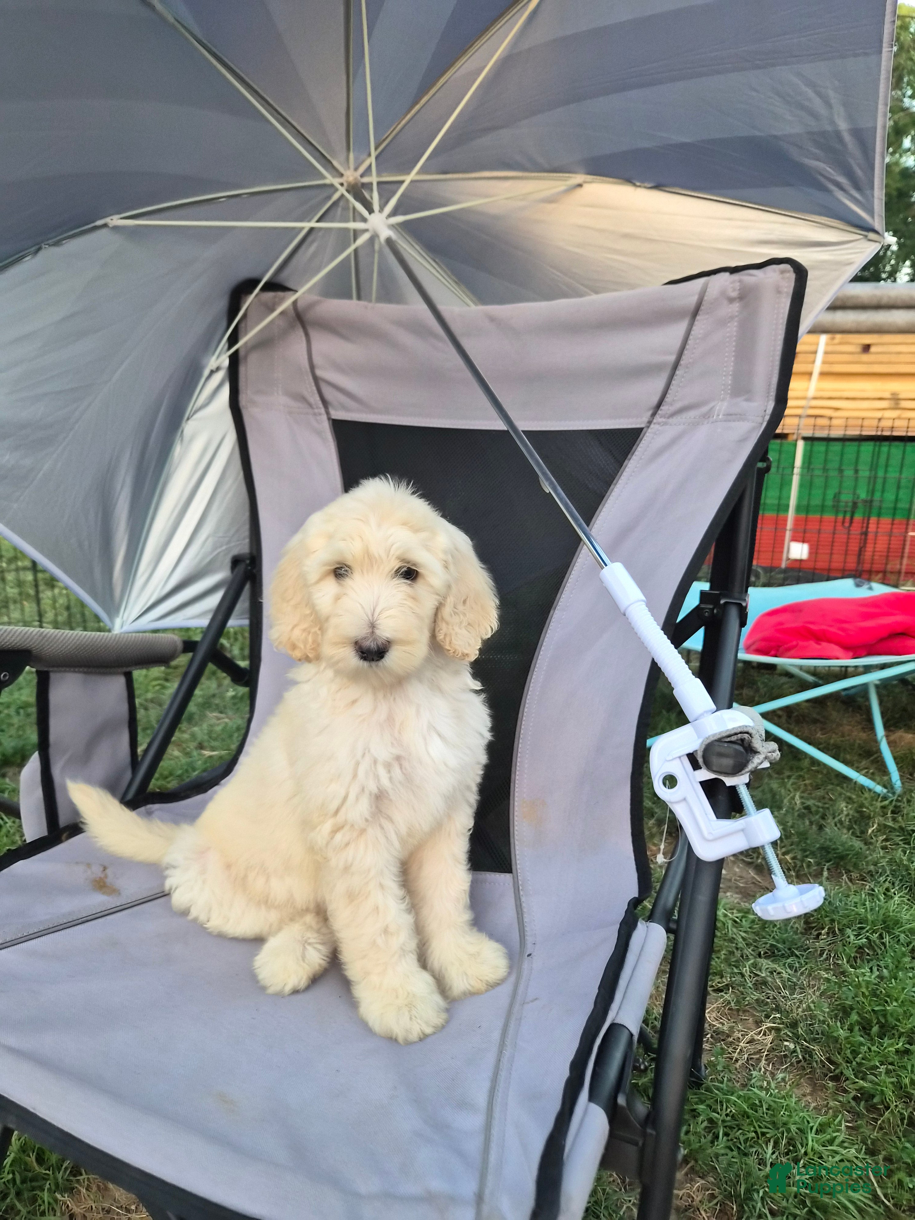Goldendoodle dogs Zayla - Ad 2