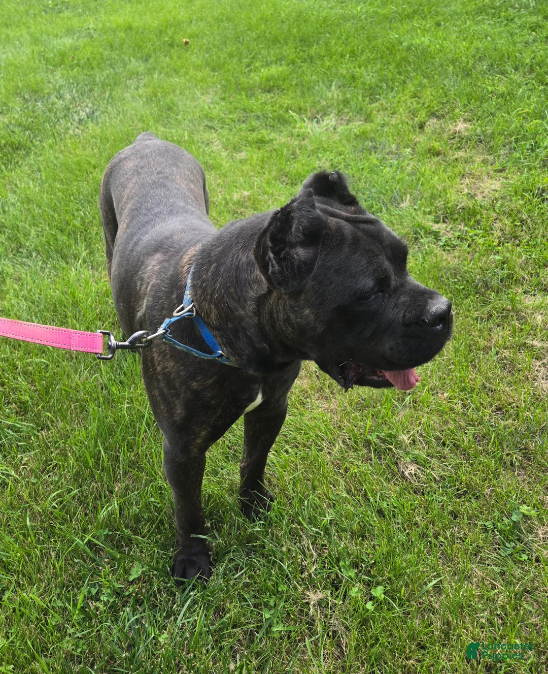Cane Corso dogs for sale: ICCF Savage  - Ad 2
