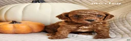 Cavapoo dogs for sale: Marley - Ad 4