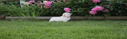 Golden Retriever dogs for sale: Albie - Ad 4