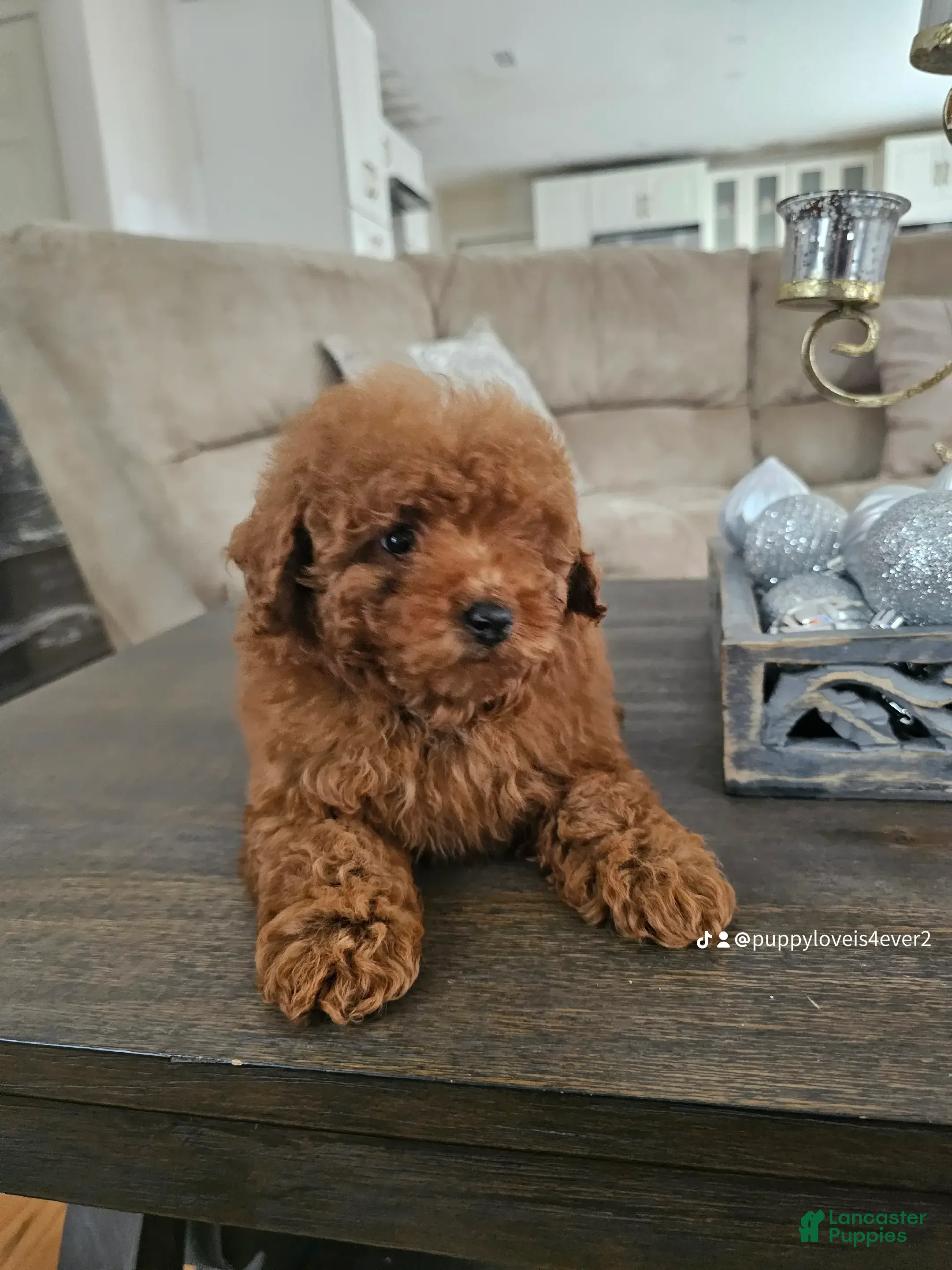 Toy Poodle dogs Toy Poodle Puppy 1 - Ad 4