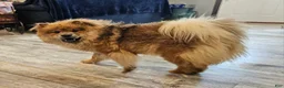 Chow Chow dogs for sale: CINNAMON CHOW CHOW M1 - Ad 5