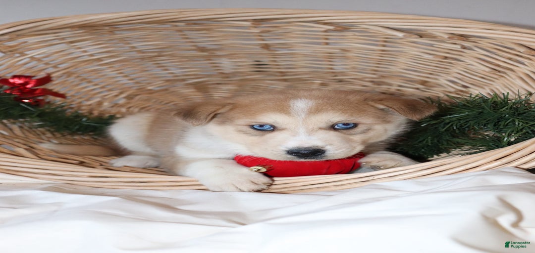 Gallery Image {{count}}