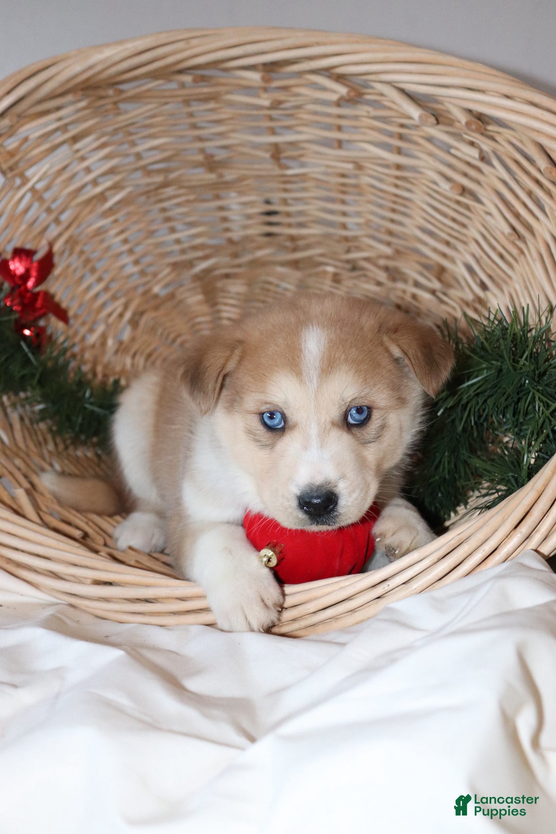 Gallery Image {{count}}