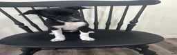 Rat Terrier dogs for sale: Abe - Ad 3