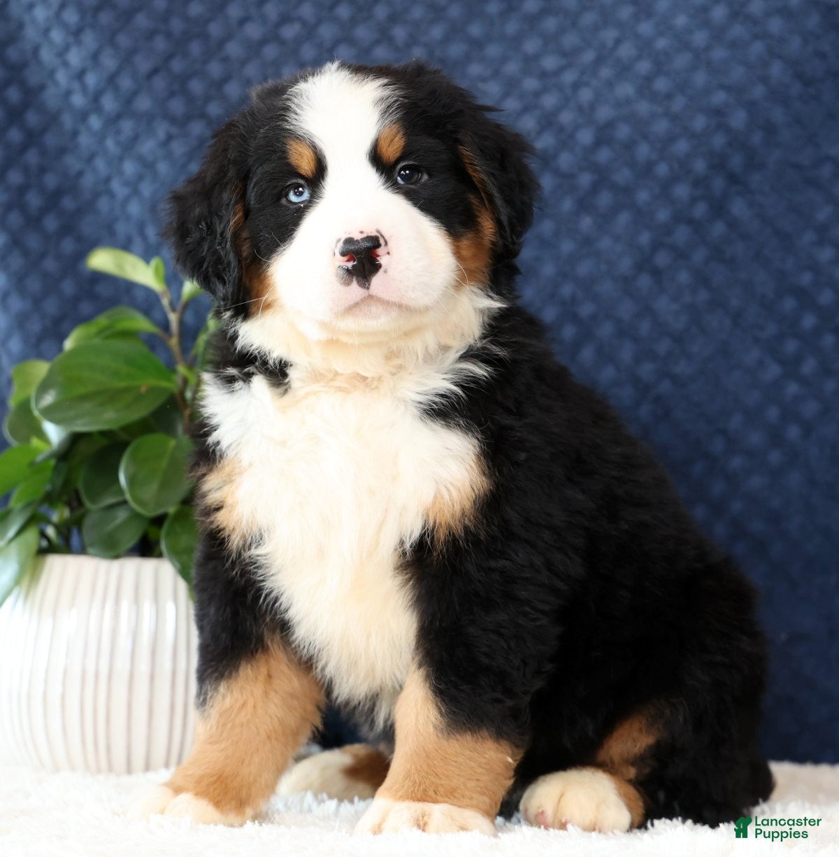 Bernese Mountain Dog dogs Zinc - Ad 2