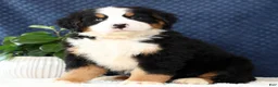 Bernese Mountain Dog dogs for sale: Zinc - Ad 2