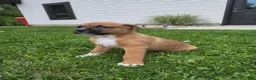 Mixed Breed dogs for sale: Bo - Ad 7