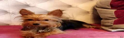 Yorkiepoo dogs for sale: Cyprus Caesar  - Ad 8