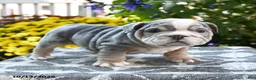English Bulldog dogs for sale: Taz - Ad 4