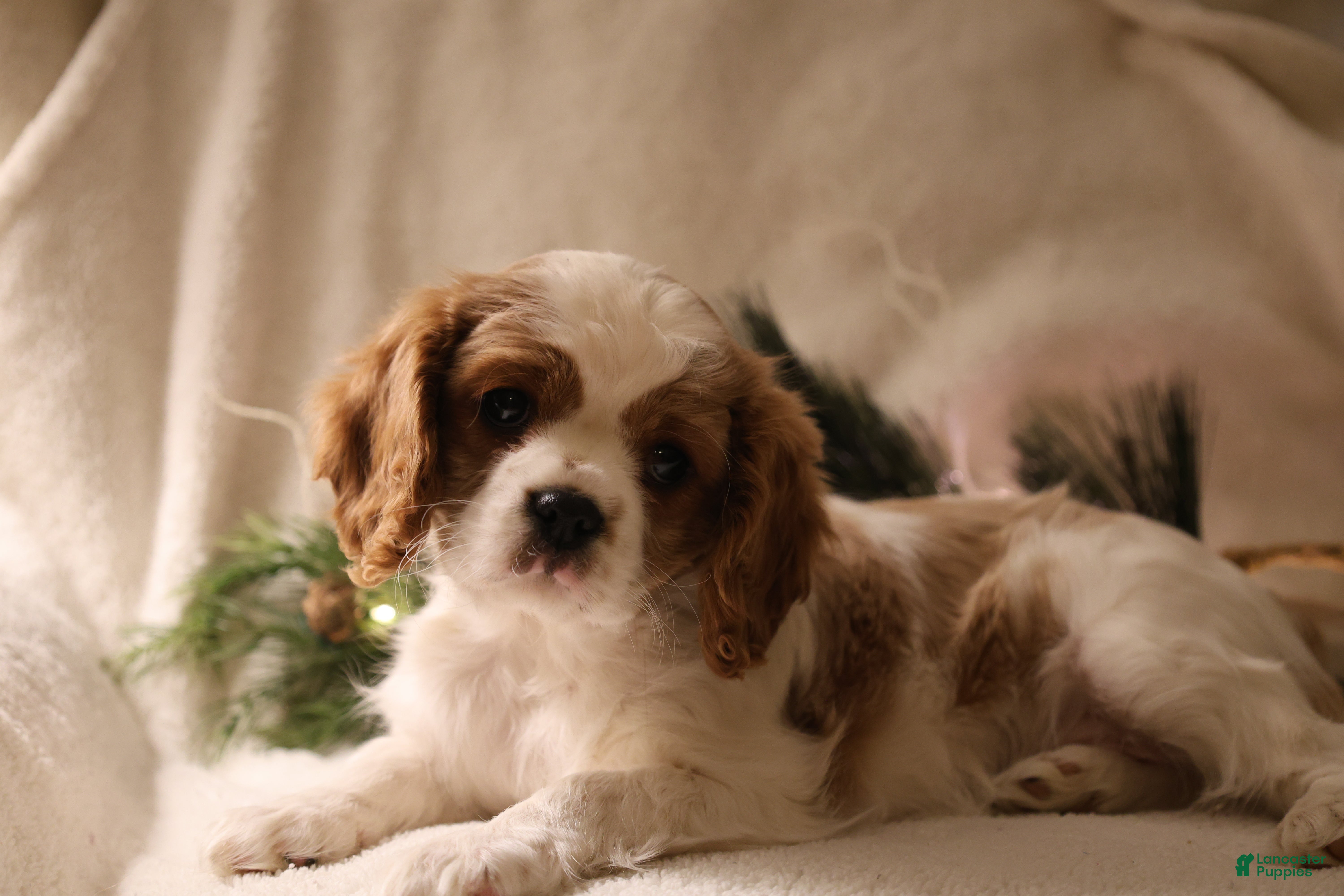 Cavalier King Charles Spaniel dogs Lexi - Ad 18