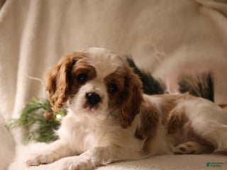 Cavalier King Charles Spaniel dogs Lexi - Ad 31