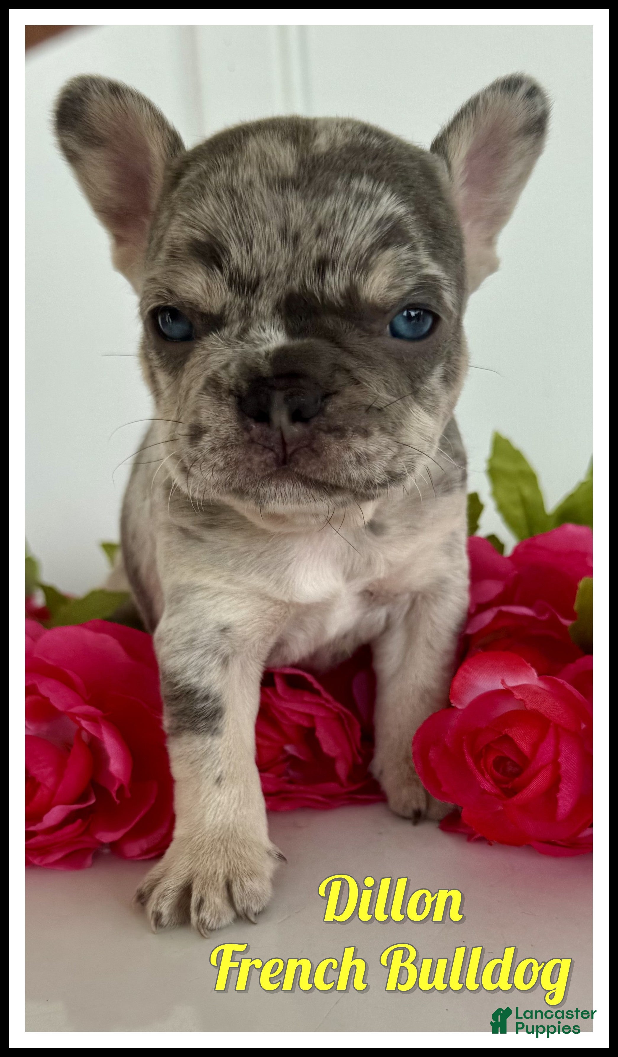 French Bulldog dogs Dillon - Ad 1