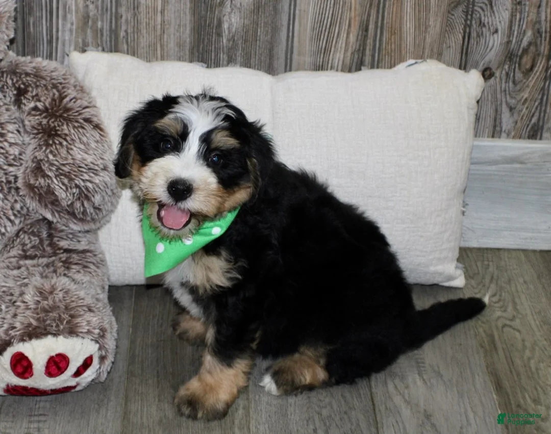 Mini Bernedoodle dogs for sale: Sonny - Ad 4