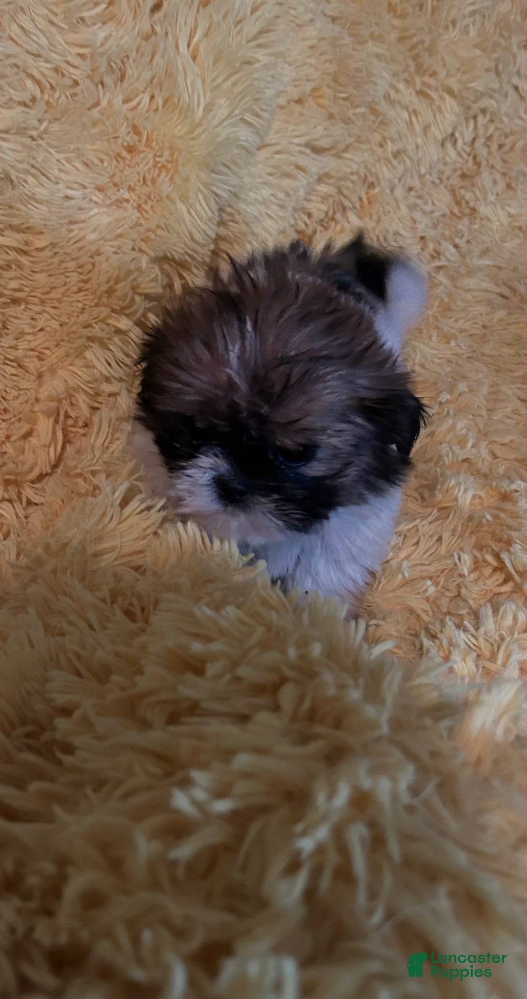 Shih Tzu dogs for sale: Sheas - Ad 2