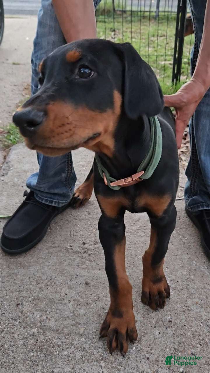Doberman Pinscher dogs Doberman Pinscher Puppy 3 - Ad 1
