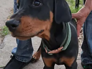 Doberman Pinscher dogs for sale: Doberman Pinscher Puppy 3 - Ad 3