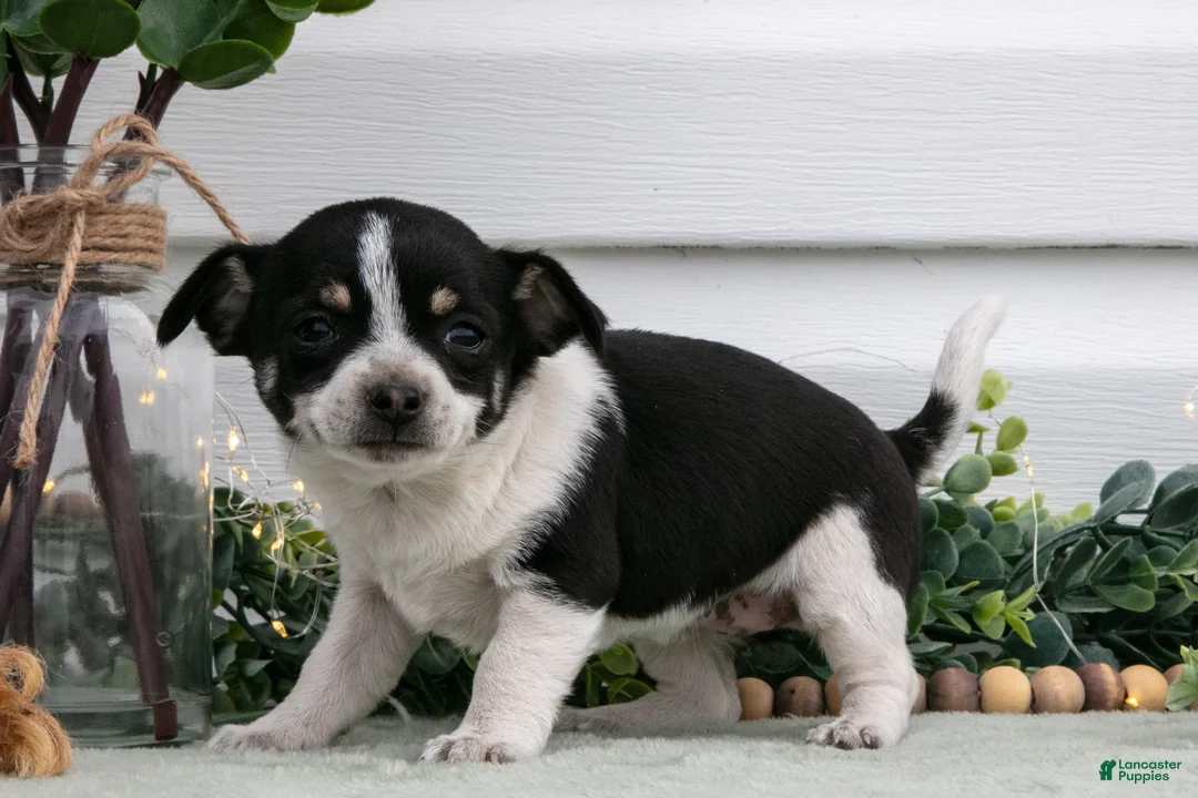 Chihuahua dogs for sale: Pixie - Ad 3