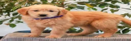 Golden Retriever dogs for sale: Preston  - Ad 3