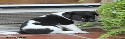 Toy Fox Terrier dogs for sale: Missy - Ad 11
