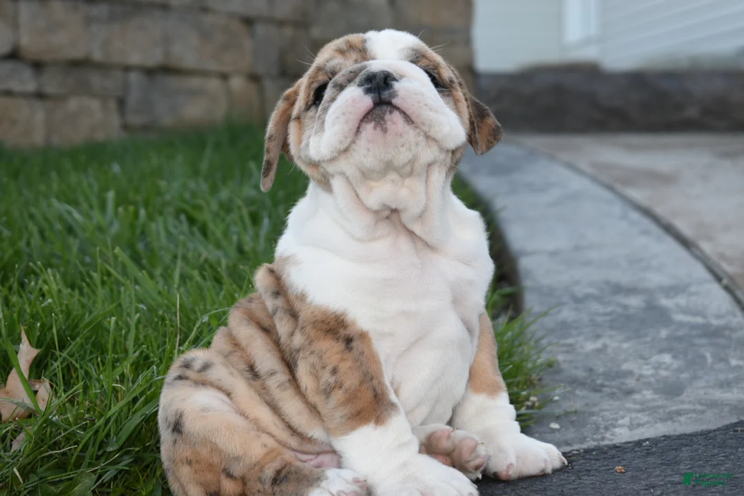 English Bulldog dogs for sale: English Bulldog Puppy 2 - Ad 5
