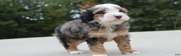 Mini Bernedoodle dogs for sale: Rodger - Ad 3