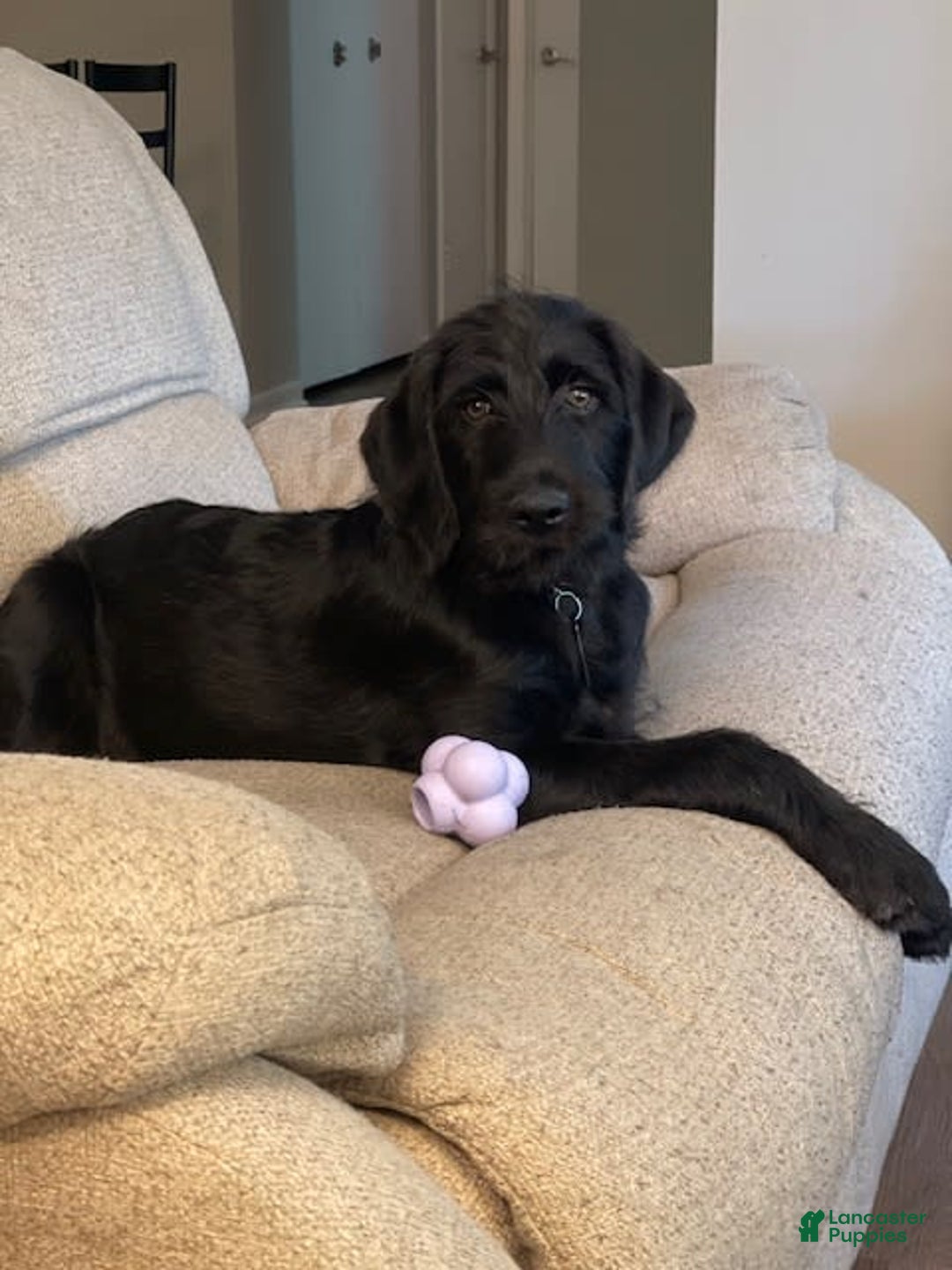 Gallery Image {{count}}