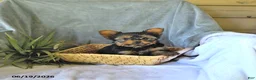 Yorkshire Terrier dogs for sale: Sparky - Ad 1