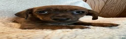 Chiweenie dogs for sale: Red brindle  - Ad 1