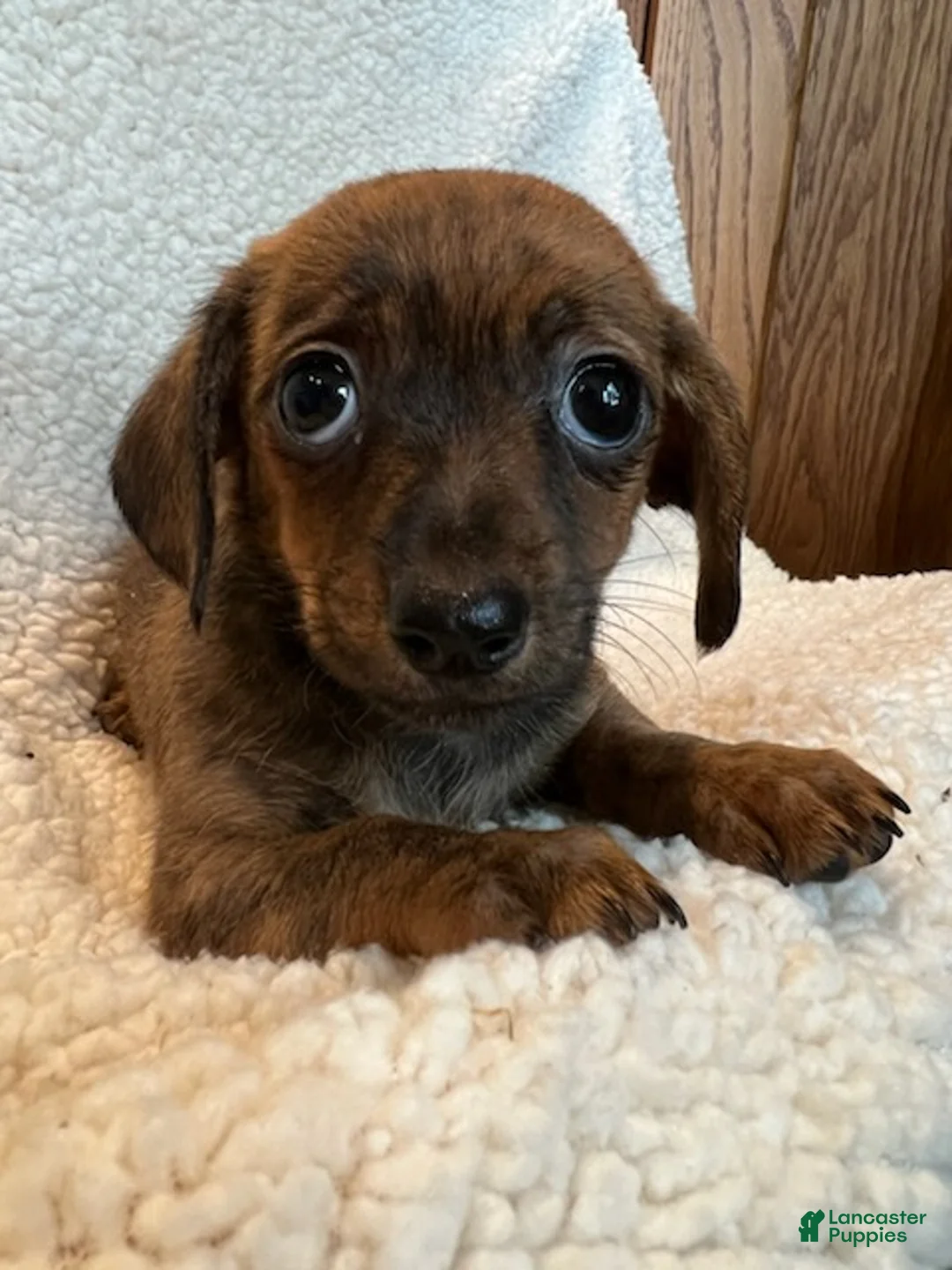 Chiweenie dogs for sale: Red brindle  - Ad 1