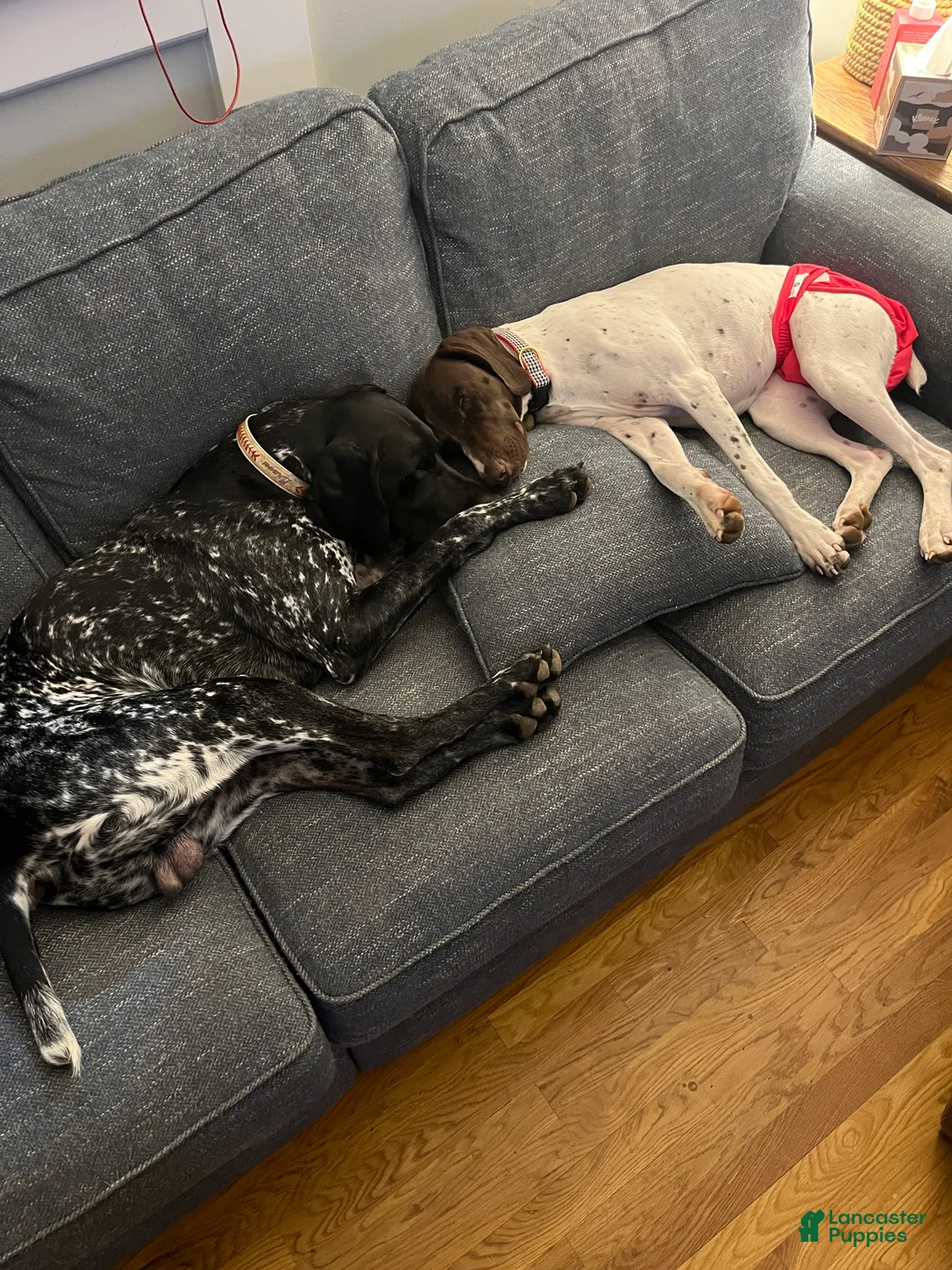 German Shorthaired Pointer dogs for sale: German Shorthaired Pointer  - Ad 4