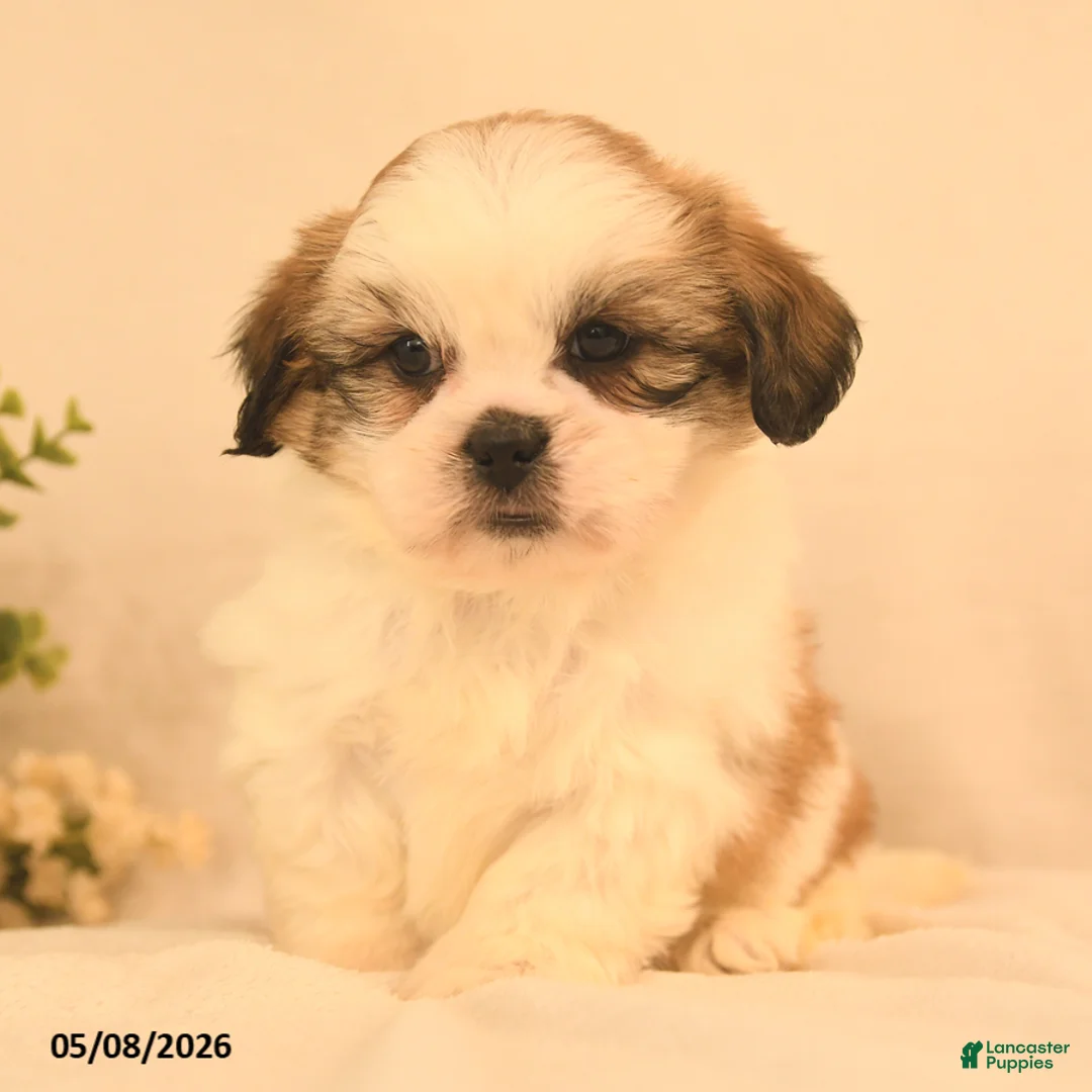 Shih Tzu dogs for sale: Jake - Ad 1