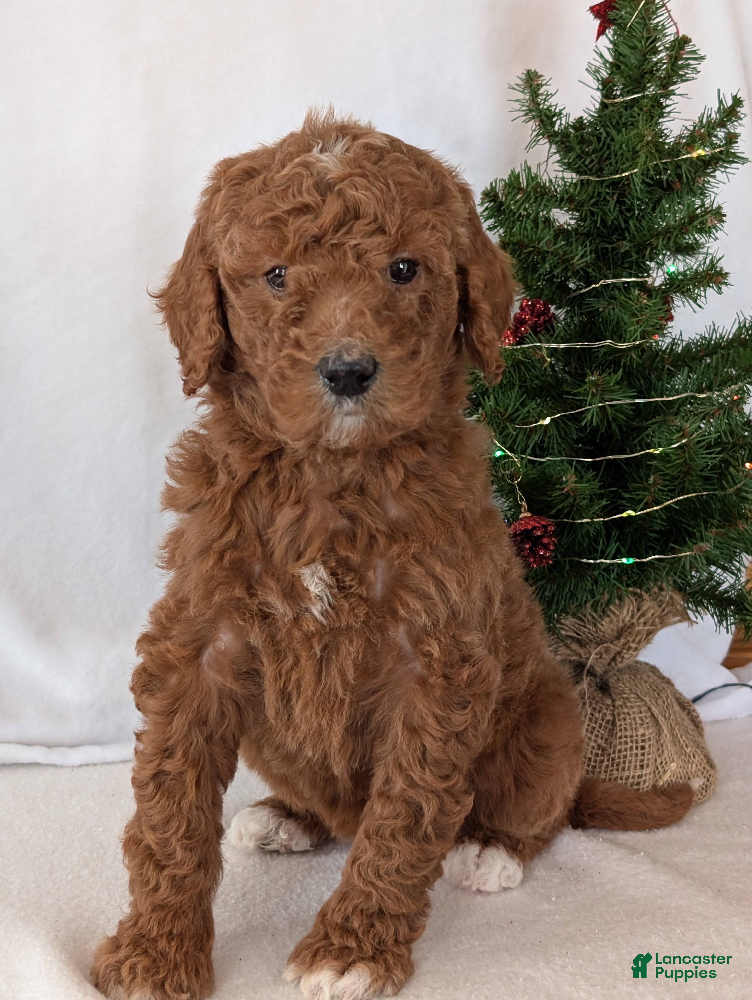 Goldendoodle dogs Miss Bella  - Ad 34