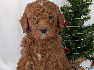 Goldendoodle dogs Miss Bella - Ad 34