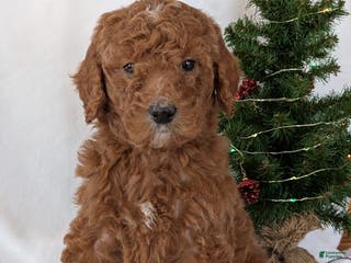 Goldendoodle dogs Miss Bella - Ad 27