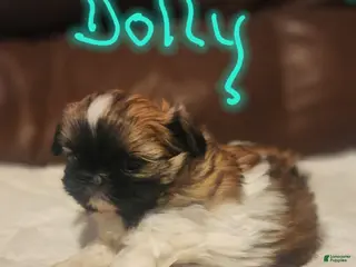 Shih Tzu dogs for sale: Dolly - Ad 1