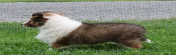 Shetland Sheepdog dogs for sale: Basha Shetland Sheepdog Puppy  - Ad 5