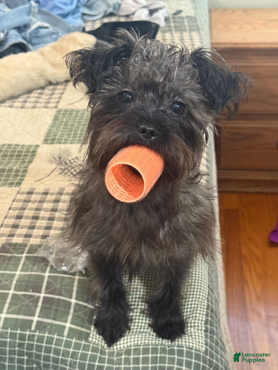 Mixed Breed dogs for sale: Athena Marie - Ad 1