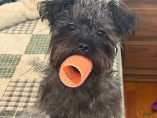 Mixed Breed dogs Athena Marie - Ad 29