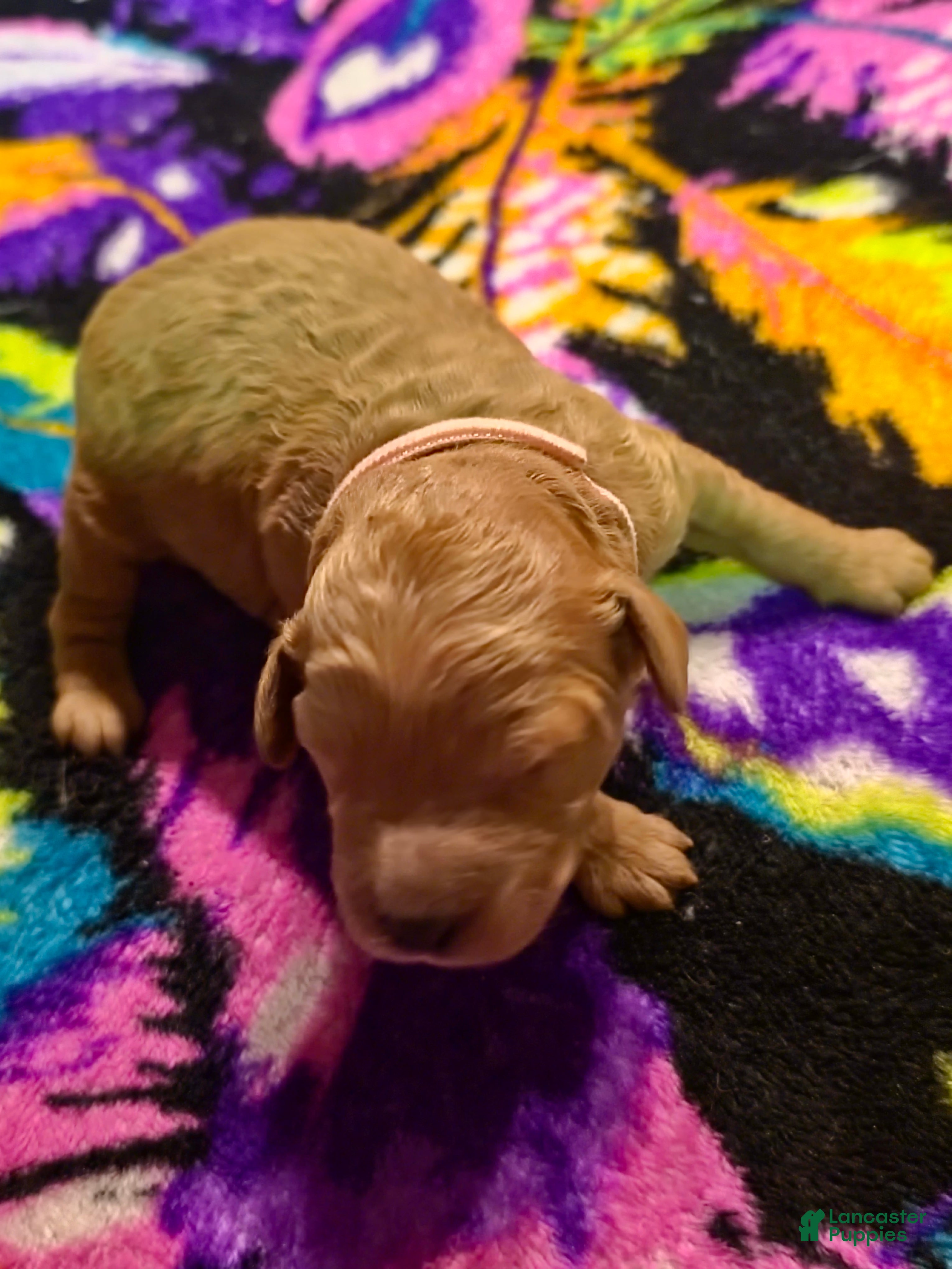 Mini Goldendoodle dogs lucy - Ad 1