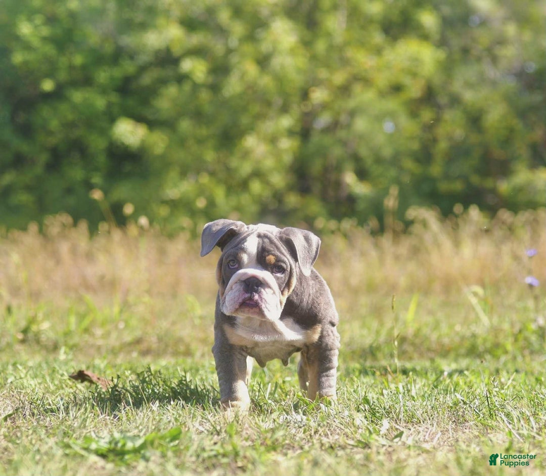 English Bulldog dogs for sale: English Bulldog Puppy 1 - Ad 1