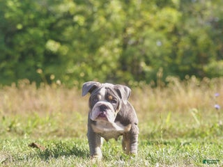 English Bulldog dogs English Bulldog Puppy 1 - Ad 14