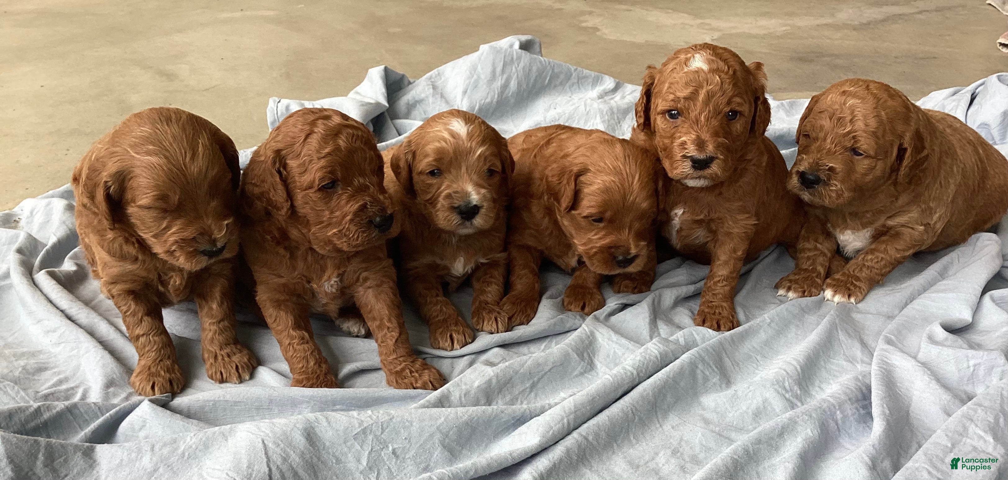 Mini Goldendoodle dogs Mini Goldendoodle “Theo” - Ad 2