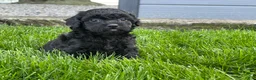 Miniature Poodle dogs for sale: Annamae Miniature Poodle Puppy  - Ad 8