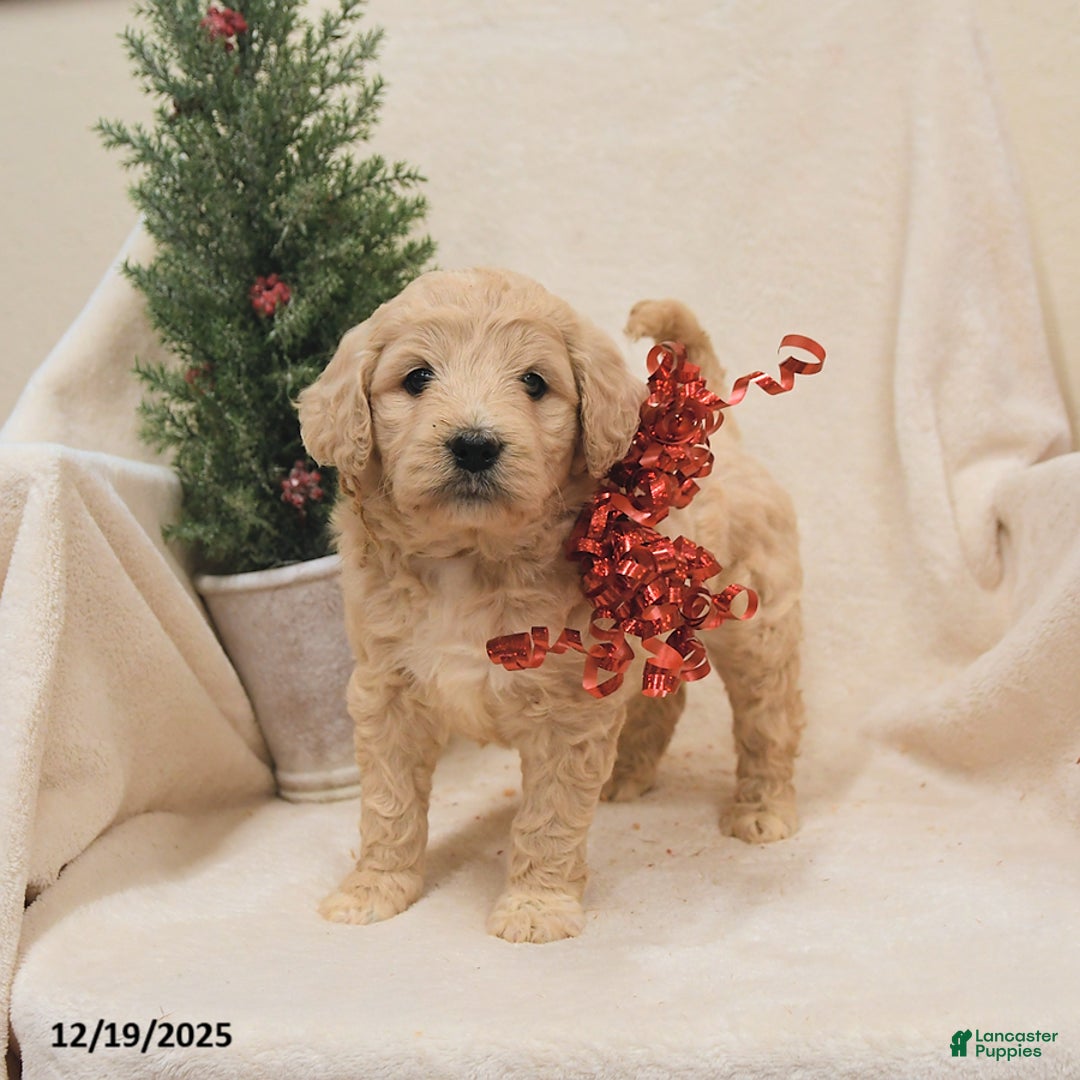 Goldendoodle dogs for sale: Bear - Ad 1