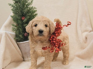 Goldendoodle dogs Bear - Ad 22